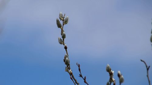 Low angle view of flowering plant against blue sky