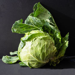 Close-up of fresh green leaf against black background