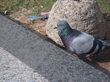 High angle view of pigeon perching on footpath