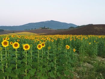 Scenic view of sunflower field against sky