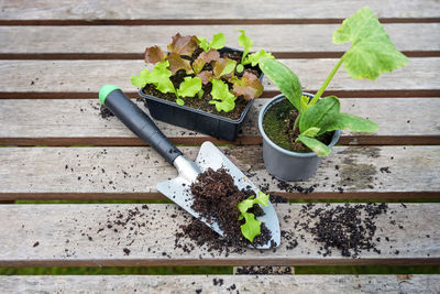 Close-up of potted plant