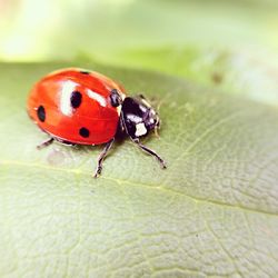 Close-up of ladybug