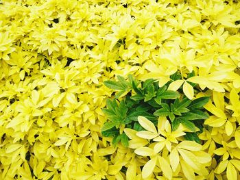 Full frame of yellow flowers