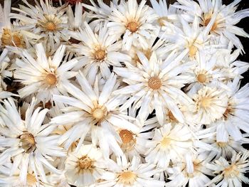 Full frame shot of white flowers