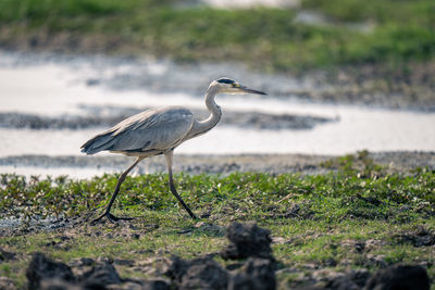 Gray heron on field