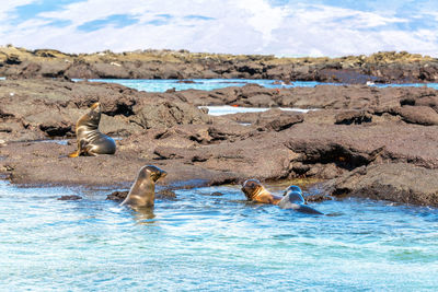 Galapagos sea lions swimming by rocks at fernandina island