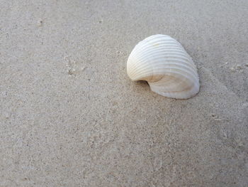 Close-up of seashell on beach