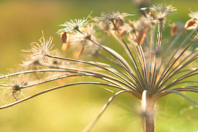 Close-up of dried plant on field