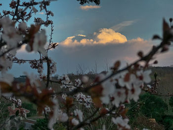 Close-up of plants against sky