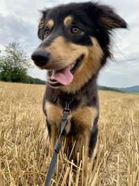 Dog looking away on field