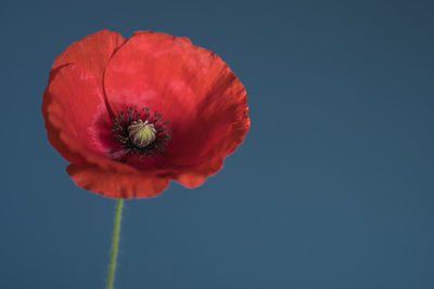 Close-up of red poppy blooming against black background