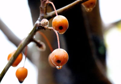 Close up of plant against blurred background