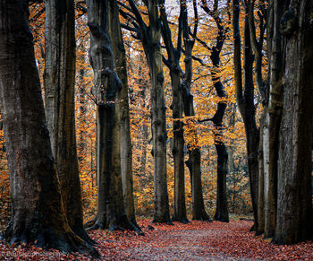 Path into the forest during autumn