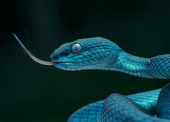Close-up of snake