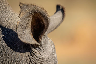 Close-up of animal eye