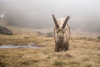 Full length of ibex on grass field during foggy weather