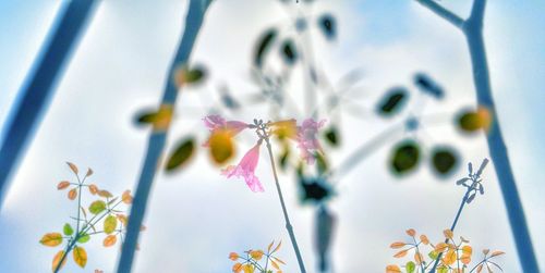 Close-up of flowers against blurred background
