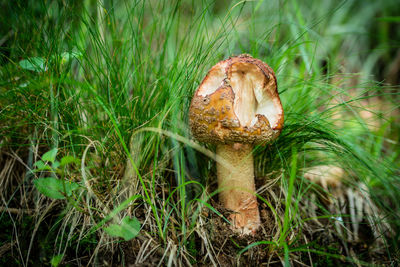 Close-up of mushrooms growing on field