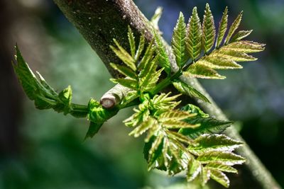 Close-up of green leaves on plant