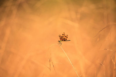 Halloween pennant dragonfly, celithemis eponina, closeup on blade of grass