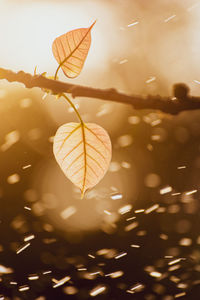 Close-up of leaves during autumn