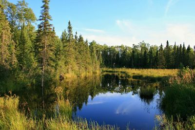 Reflection of trees in calm lake