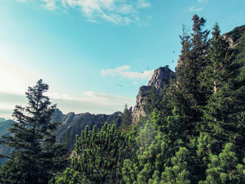 Trees and plants against sky