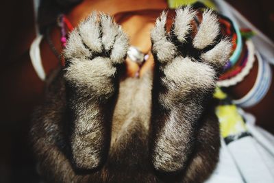 Close-up of rabbit feet