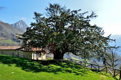 Romanic church of bermiego, in the mountainous central area of asturias, spain, whith de old yew.
