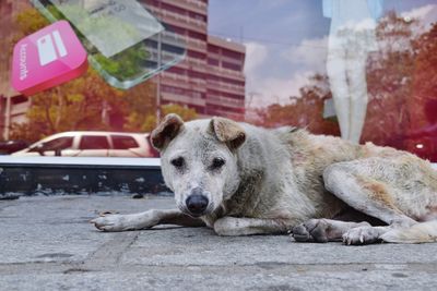 Dog lying in a city