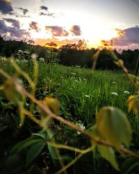 Scenic view of grassy field at sunset