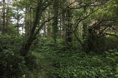 Trees in forest