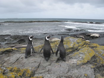 Three magellanic penguins on beach against sky