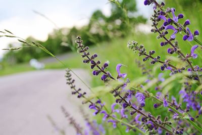 Close-up of plant against blurred background