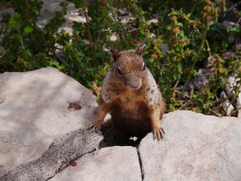 Close-up of squirrel on rock