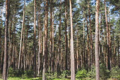 Trees in forest