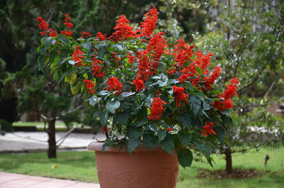 Close-up of red flowering plant in park