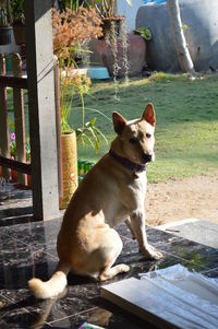 Portrait of dog sitting in yard