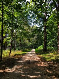 Footpath amidst trees in forest