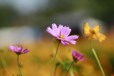 Close-up of pink cosmos flower on field