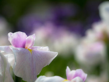 Close-up of flowers against blurred background