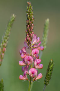 Close up of a common sainfoin flower in bloom