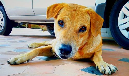 Portrait of dog lying down on floor against car