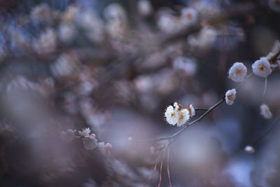 Close-up of white flowering plant