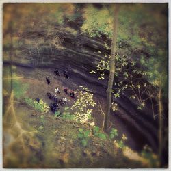 Reflection of trees in water