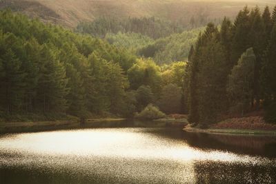 Scenic view of lake in forest