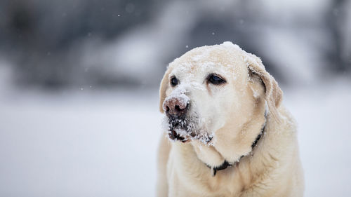Close-up of dog