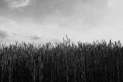 View of stalks in field against cloudy sky