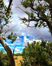 Low angle view of trees against sky