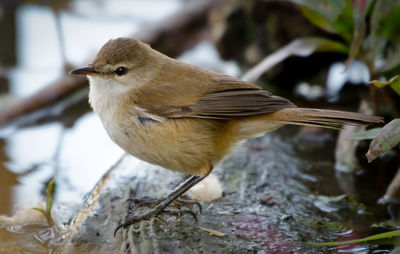 Close-up of bird perching on branch